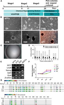 Fish Pluripotent Stem-Like Cell Line Induced by Small-Molecule Compounds From Caudal Fin and its Developmental Potentiality